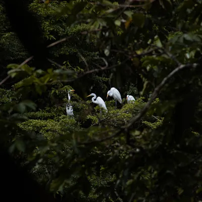 Nueva Concesión para Conservación Alto Mashuyacu en San Martín