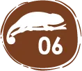 Anfibios – especies de anfibios