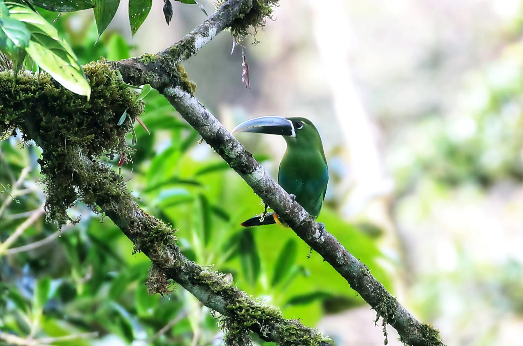 Tucancillo de ceja amarilla