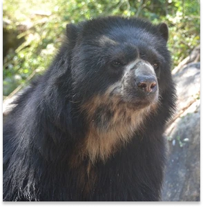 Oso de Anteojos CCAH